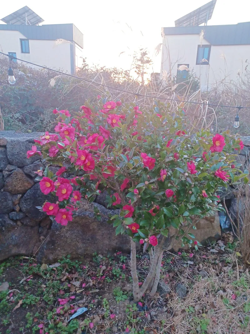 [Jocheon, Jeju] Independent accommodation near Bukchon Port 60
