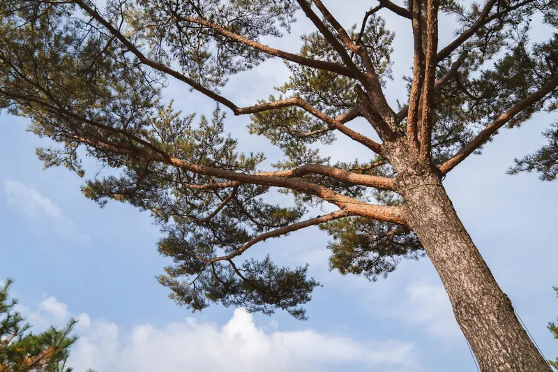 [경북 영주] 소백산 국립공원 안 산속 펜션 장미동1 33