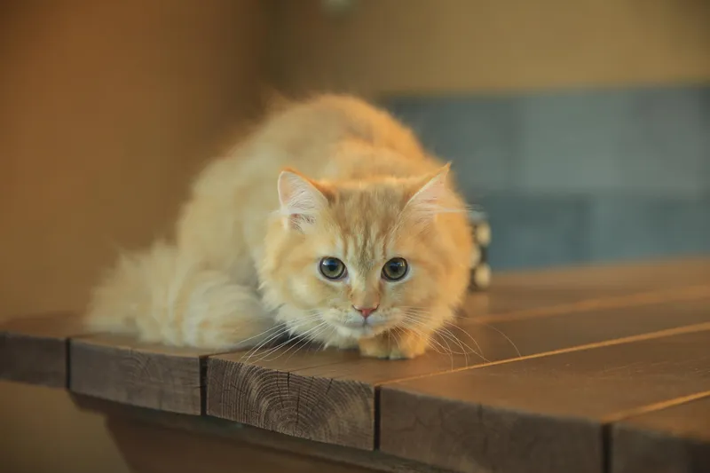 [Aewol, Jeju] Accommodation with cypress trees and healing #Pets allowed 44