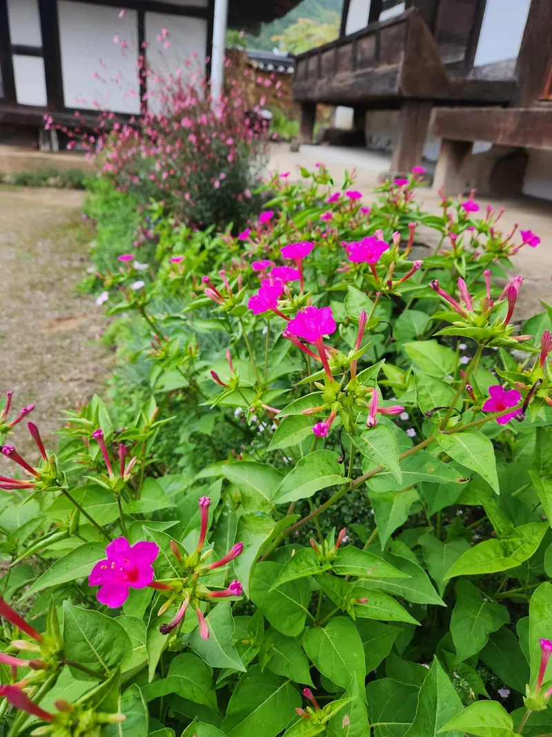 [경남 밀양] 400평 마당#문화재#한옥 #투룸#문화재#시골살이#민박우수숙소 124