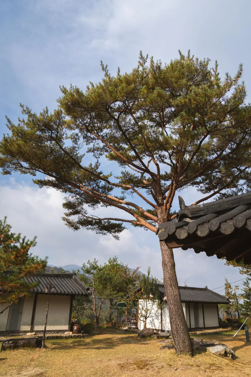 [경북 영주] 소백산국립공원 안 산속 펜션 백합동 26