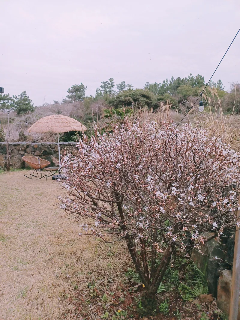 [Jocheon, Jeju] Independent accommodation near Bukchon Port 65