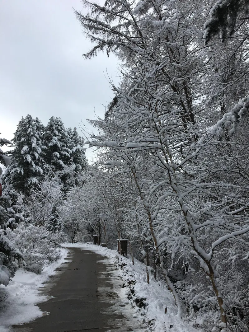 [Pyeongchang] Whypark Season Room. Duplex House. Forest Experience Center. Bongpyeong. Woljeongsa 20