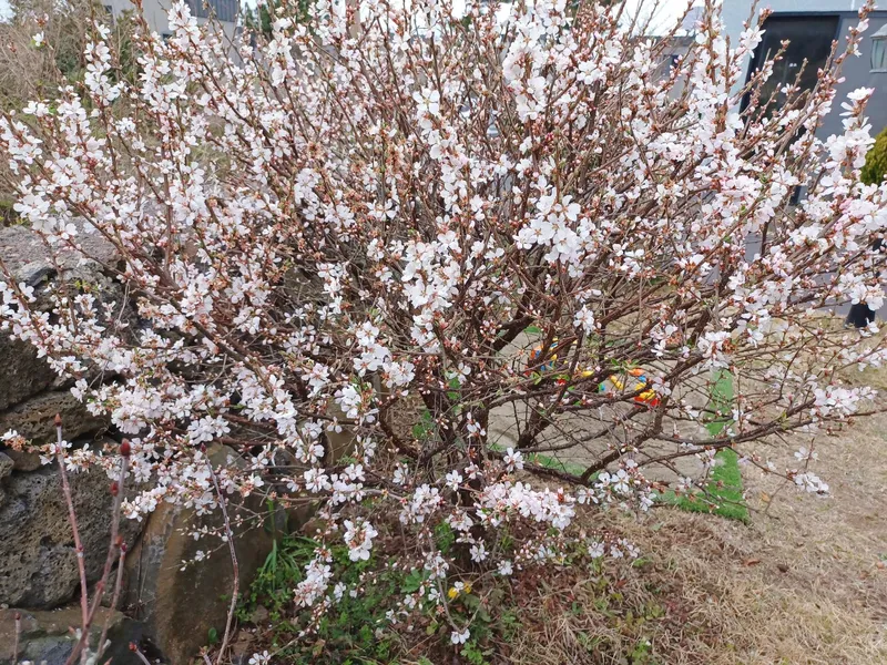 [Jocheon, Jeju] Independent accommodation near Bukchon Port 64