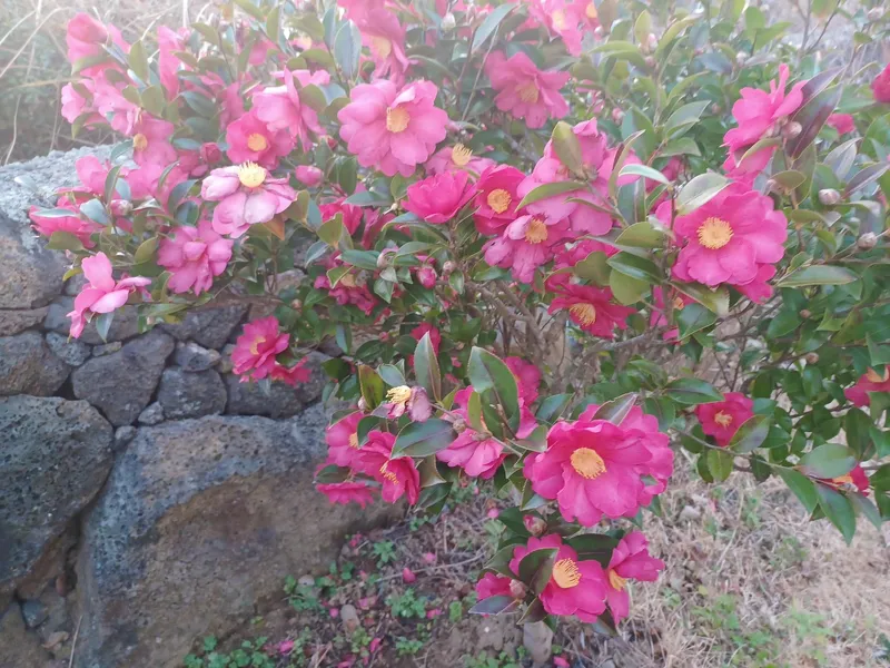 [Jocheon, Jeju] Independent accommodation near Bukchon Port 61
