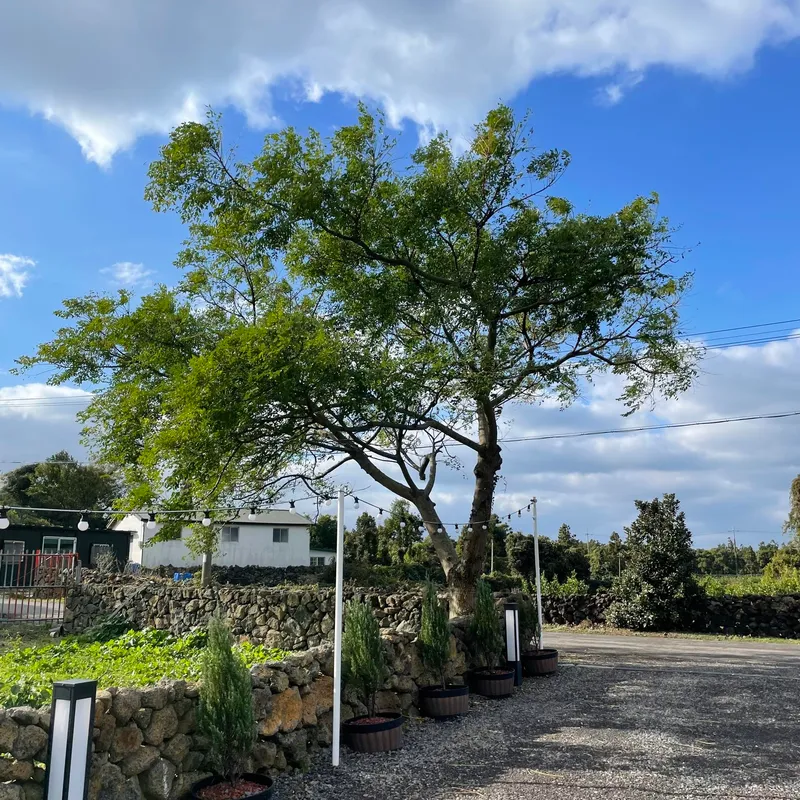 [Jocheon, Jeju][Jeju Hamdeok] Emotional one-room detached house with a beautiful garden 18