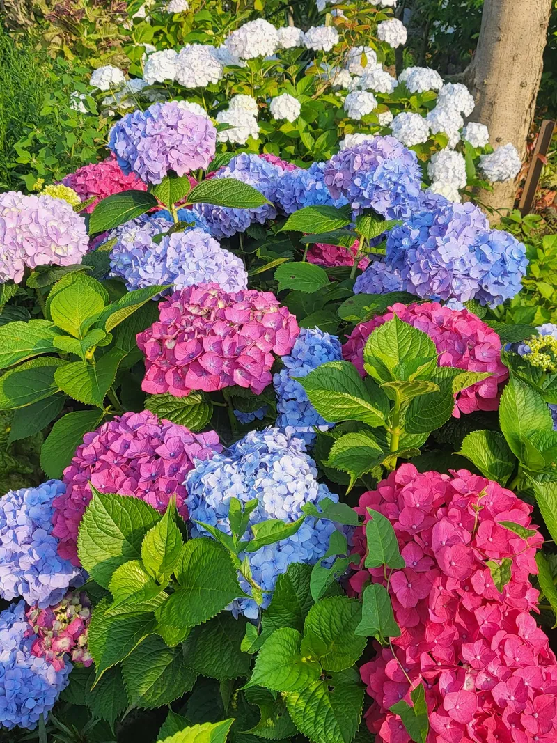 [제주 구좌] 500평 정원 독채바베큐와 불멍 찜질사우나가코앞 #동백 55