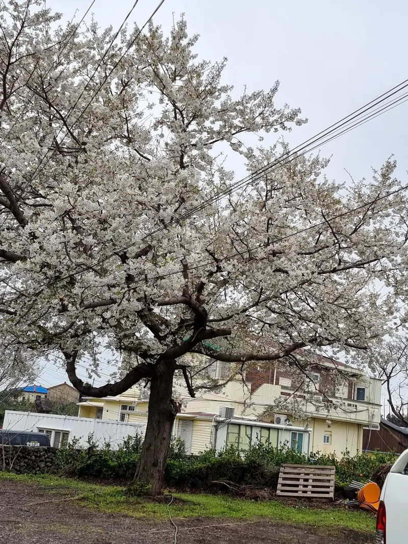 [Gangjeong-dong, Seogwipo] Green Country House, Affordable Studio #PetFriendly 29