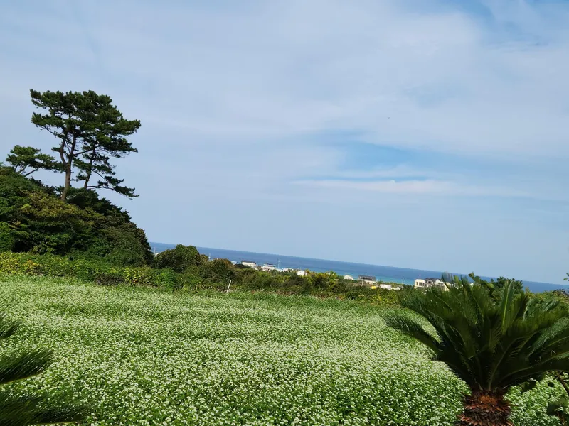 [Gujwa, Jeju] Two-room duplex detached house with a view of the blue sea 16