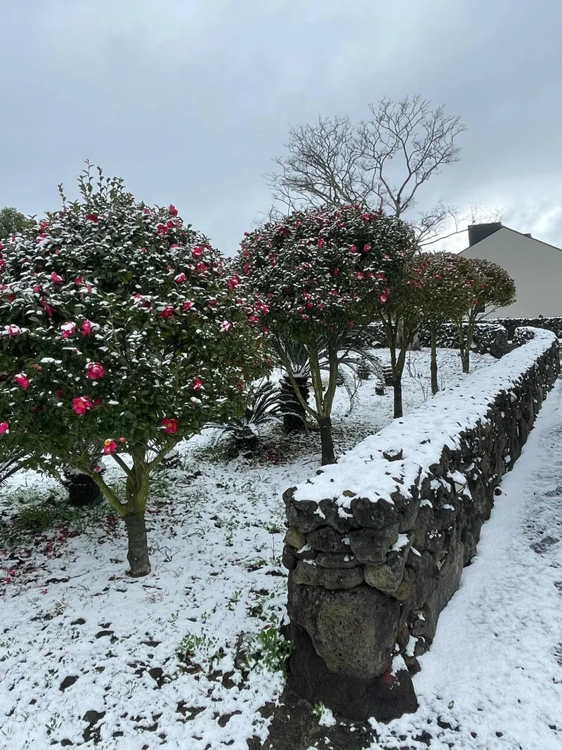 [Gujwa, Jeju] #Beautiful 2-story detached house with stone wall and lawn garden (Hydrangea) 8