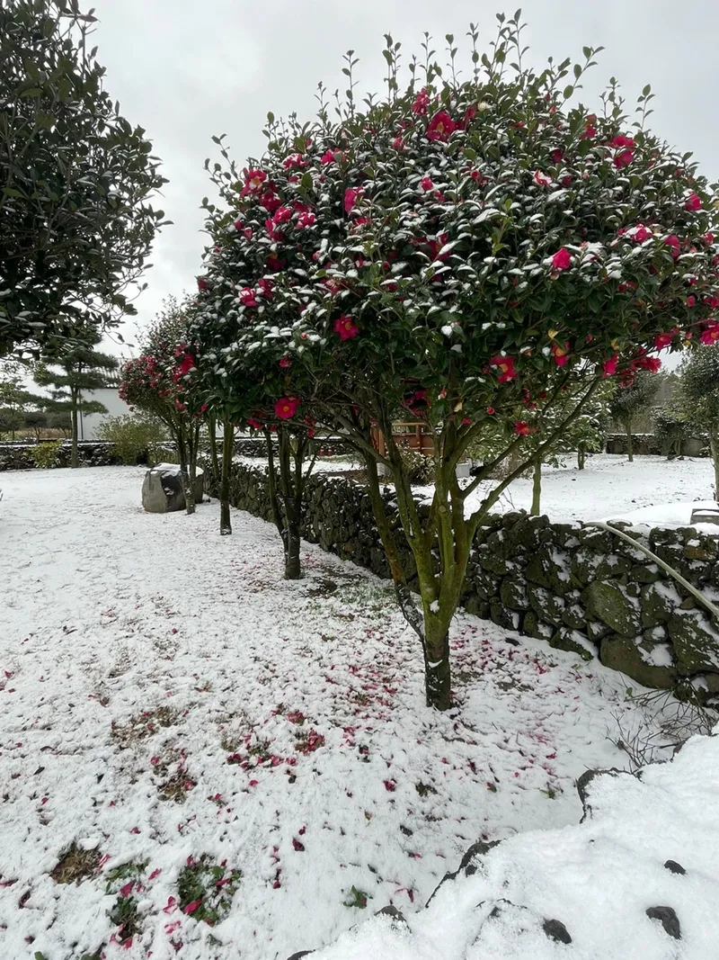 [Gujwa, Jeju] A detached house with a large stone wall and yard (Rosemary) 2
