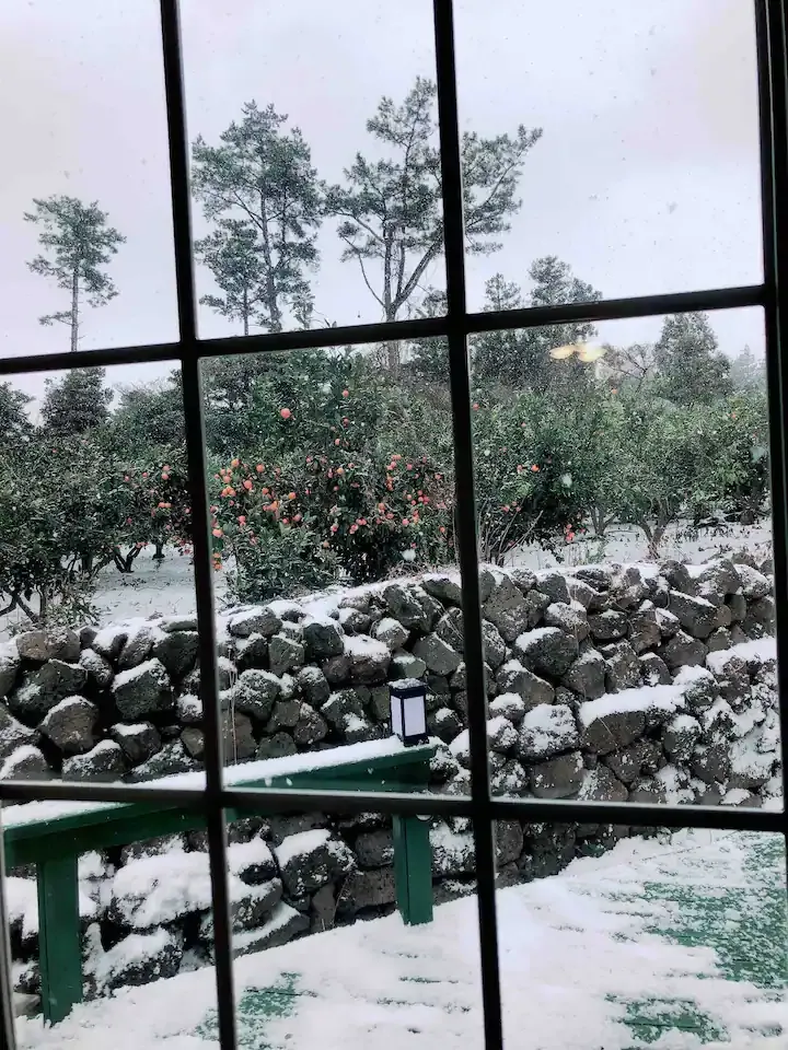 [제주 조천][함덕] 오션뷰 언덕 위 감귤밭 고급독채 16