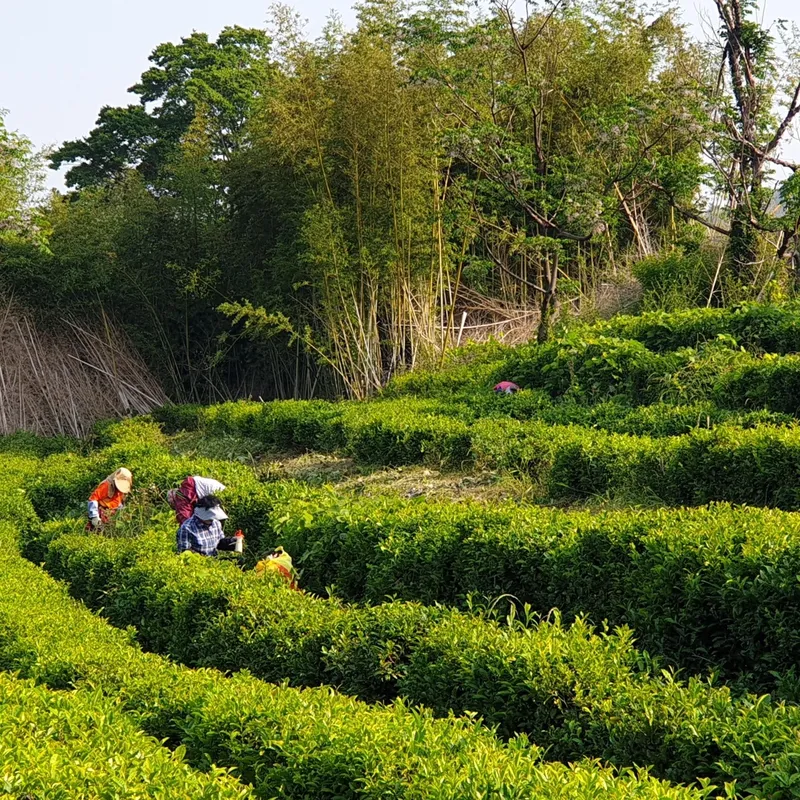 [Jangheung] A house where you can experience the meditation of healing the mind #Green Tea Room 18