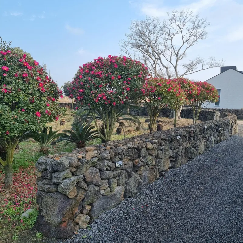 [Gujwa, Jeju] #Beautiful 2-story detached house with stone wall and lawn garden (Hydrangea) 16