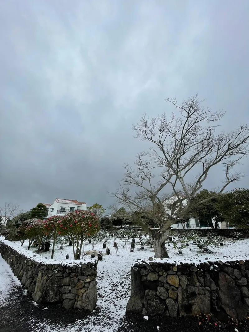 [Gujwa, Jeju] #Beautiful 2-story detached house with stone wall and lawn garden (Hydrangea) 11