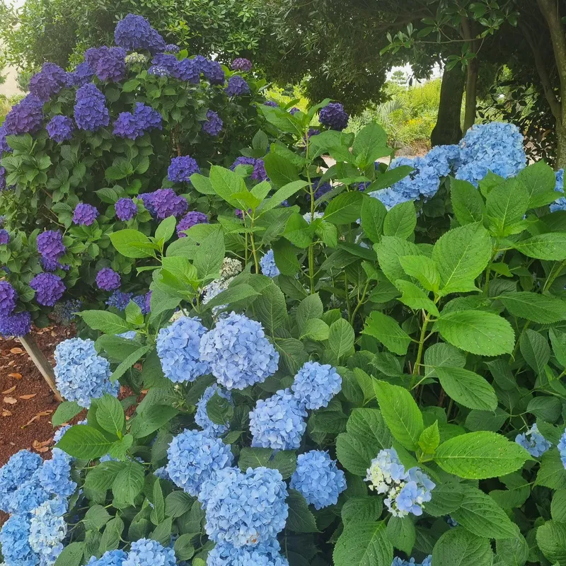 [Gujwa, Jeju] #Beautiful 2-story detached house with stone wall and lawn garden (Hydrangea) 10