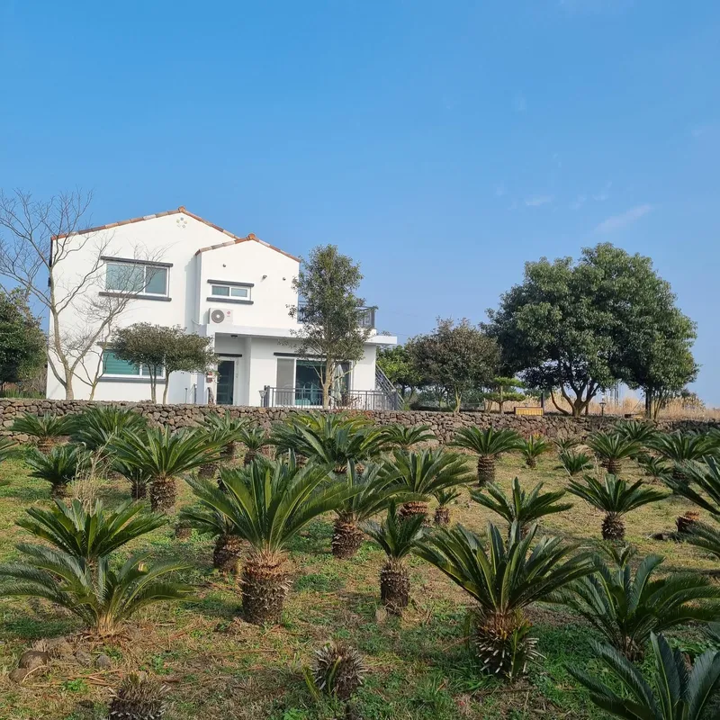 [제주 구좌] 돌담과잔디정원이예쁜 독채2층 전원주택(녹차) 10
