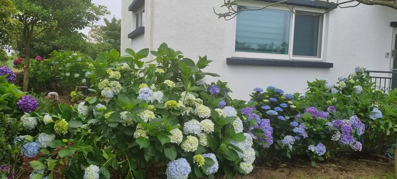 [Gujwa, Jeju] #Beautiful 2-story detached house with stone wall and lawn garden (Hydrangea) 17