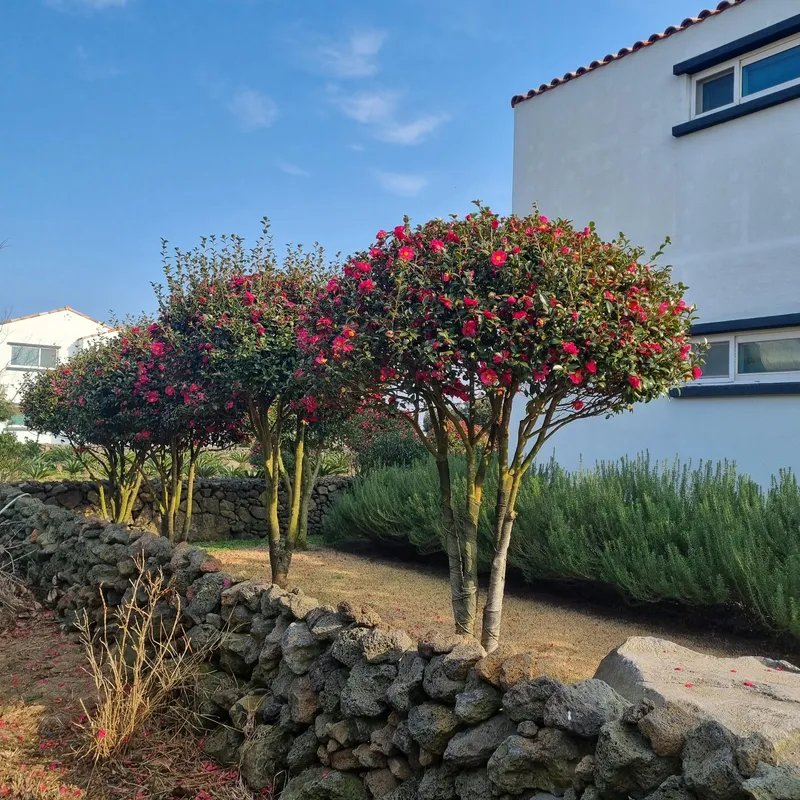 [Gujwa, Jeju] A detached house with a large stone wall and yard (Rosemary) 4