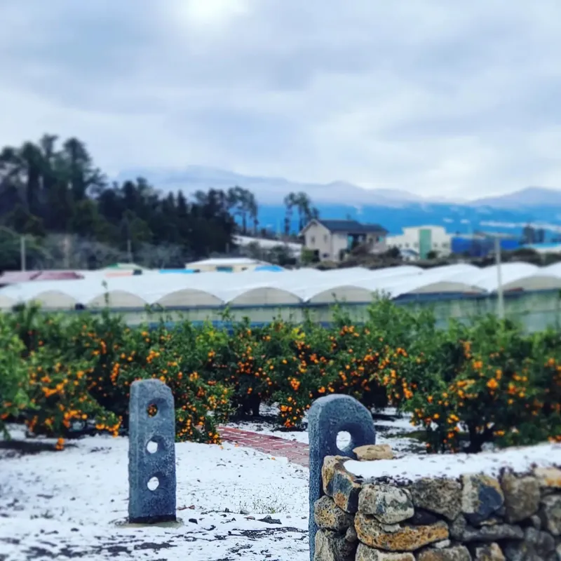 [Ara 1-dong, Jeju] Newly built, 1,000-pyeong (approximately 1,000 square meters) citrus orchard with a Jacuzzi #Near the airport 38