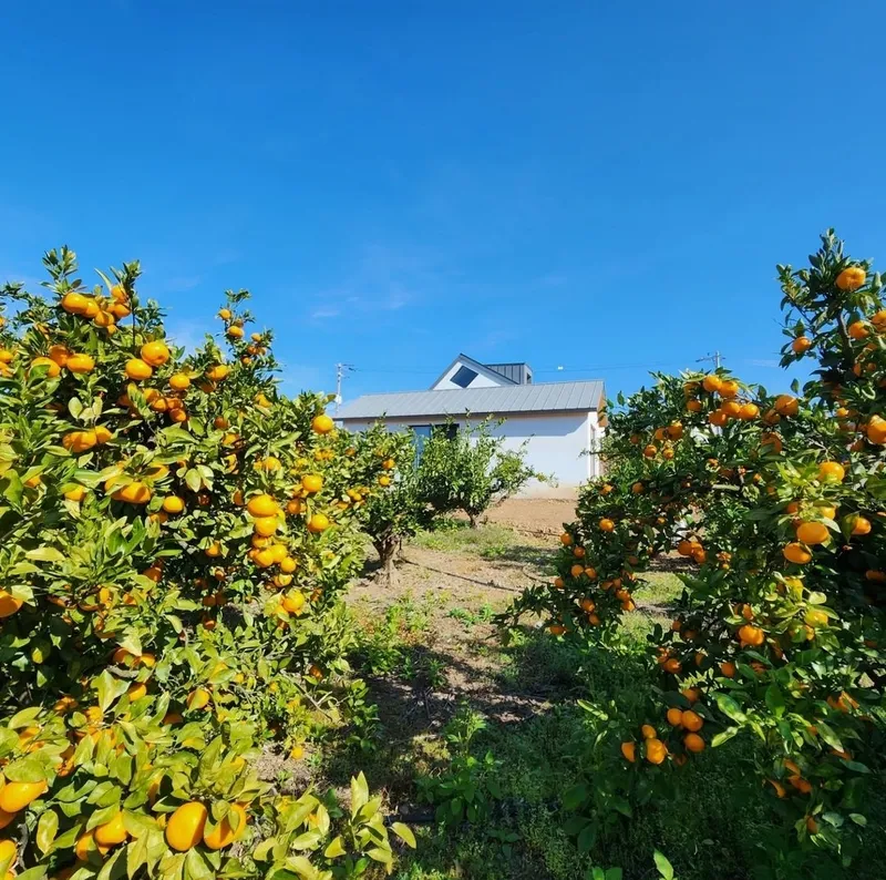 [Ara 1-dong, Jeju] Newly built, 1,000-pyeong (approximately 1,000 square meters) citrus orchard with a Jacuzzi #Near the airport 40