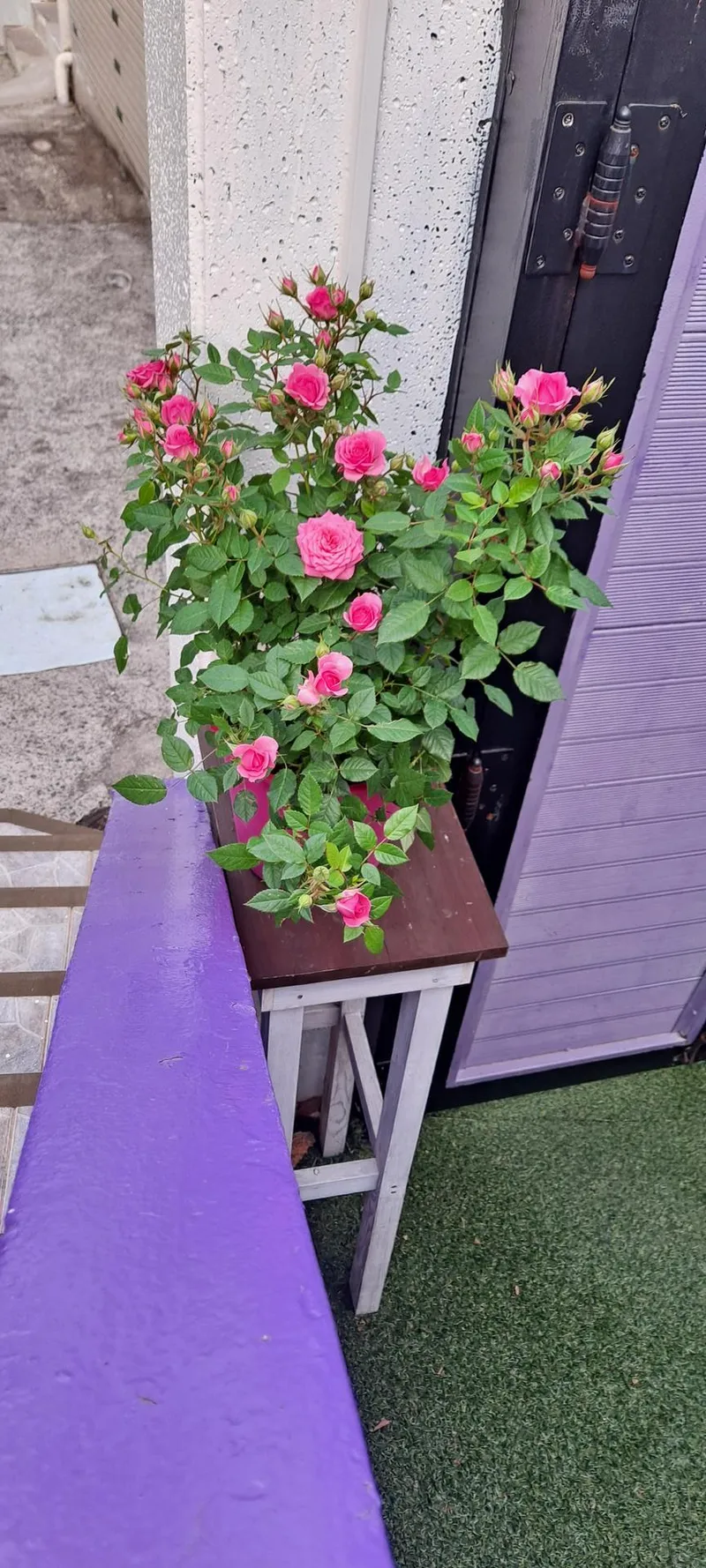 [Tongyeong] Jungang Market #Dongpirang Entrance Purple Pretty 2nd Floor 24