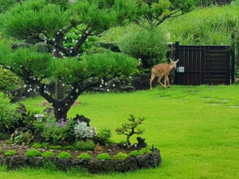 [Jocheon, Jeju] 2nd floor (family type) private accommodation with a large yard (Norumadang) 21