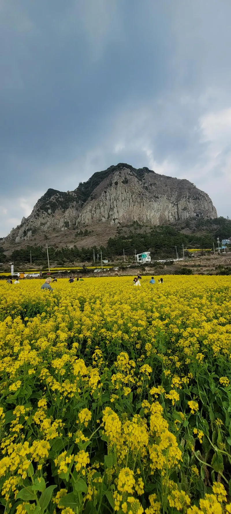 [Seongsan, Seogwipo] Spacious duplex / Panoramic view of Seongsan Ilchulbong and the sea / 39