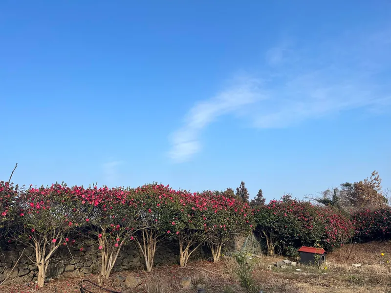 [Hangyeong, Jeju] Cheongsu-ri Betanae Three-room Guesthouse 39