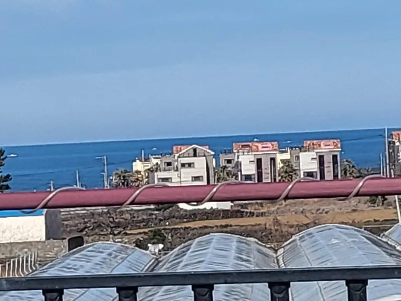 [제주 구좌] 500평 다육 정원독채 텃빝바베큐 찜질방사우나가 코 앞 #유채 56