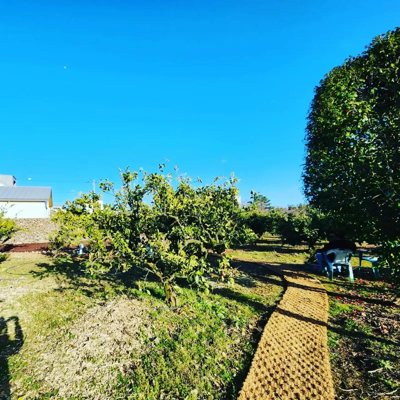 [Ara 1-dong, Jeju] Newly built, 1,000-pyeong (approximately 1,000 square meters) citrus orchard with a Jacuzzi #Near the airport 41
