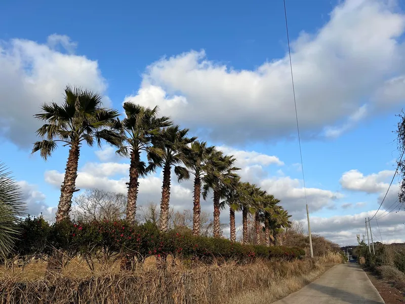 [Hangyeong, Jeju] Cheongsu-ri Betanae Three-room Guesthouse 38