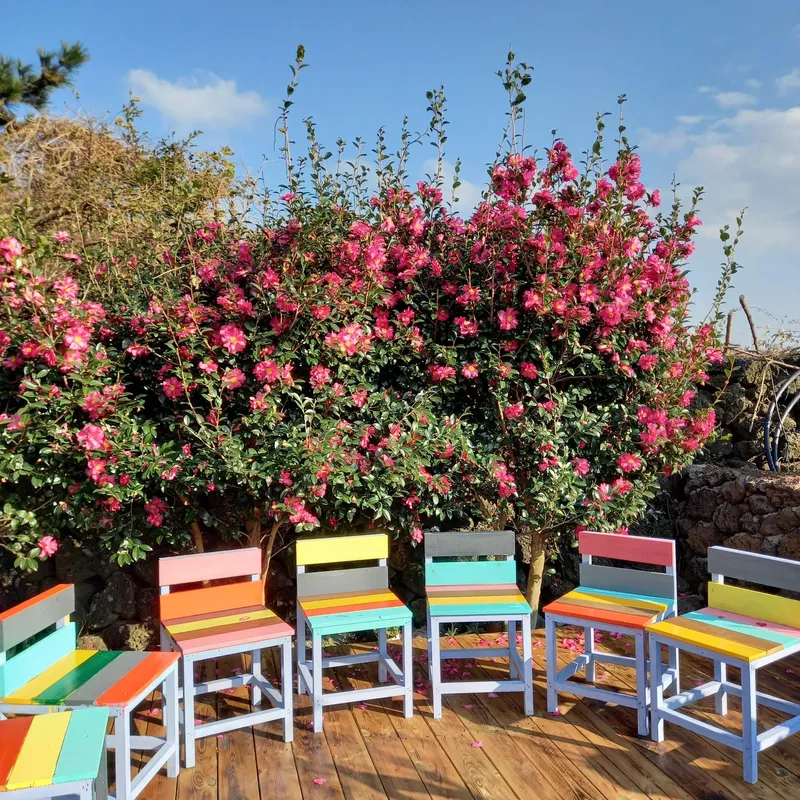 [Gujwa, Jeju] 500-pyeong flower yard independent pool villa better than swimming steam sauna Nakako front view #Cherry blossoms 37