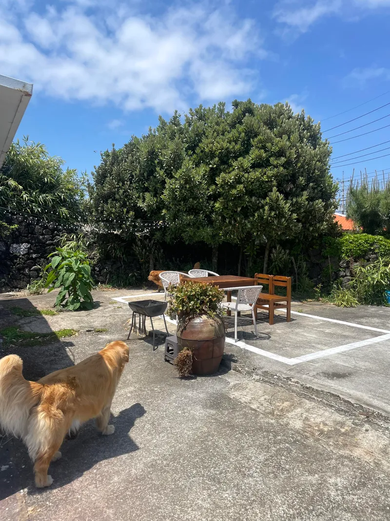 [Seongsan, Seogwipo] A sentimental detached house surrounded by tangerine fields and stone walls #Exclusive for one week and a half 30
