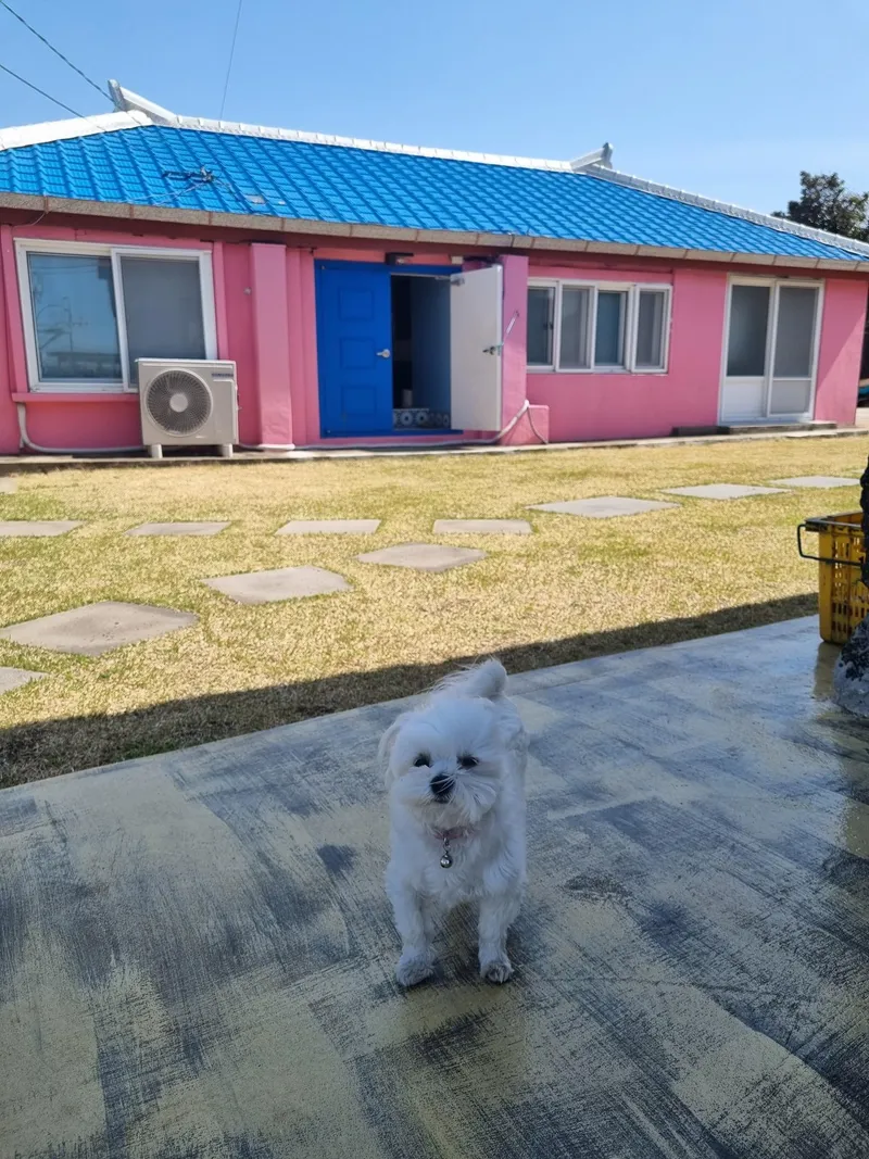 [제주 한경] 조용한 투룸 독채 #애견동반가능단독 21