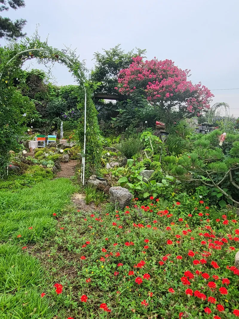 [제주 구좌] 500평 정원 독채바베큐와 불멍 찜질사우나가코앞 #동백 35