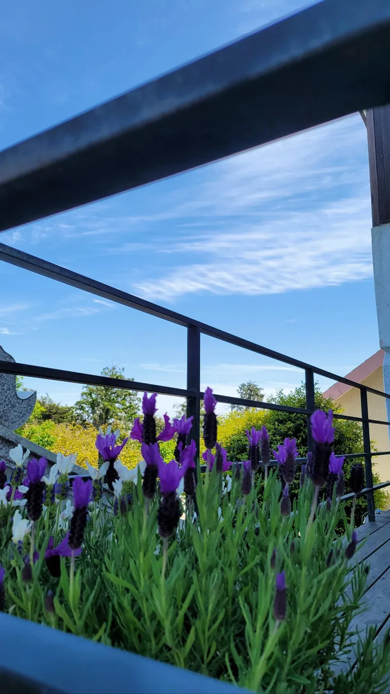 [Hogeun-dong, Seogwipo] Ocean View Jeju Emotional Accommodation #Convenient Transportation #Stone Wall #Premium #Emotional Accommodation 61