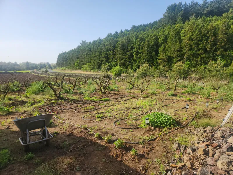 [제주 구좌] 편백나무 복층 독채 15