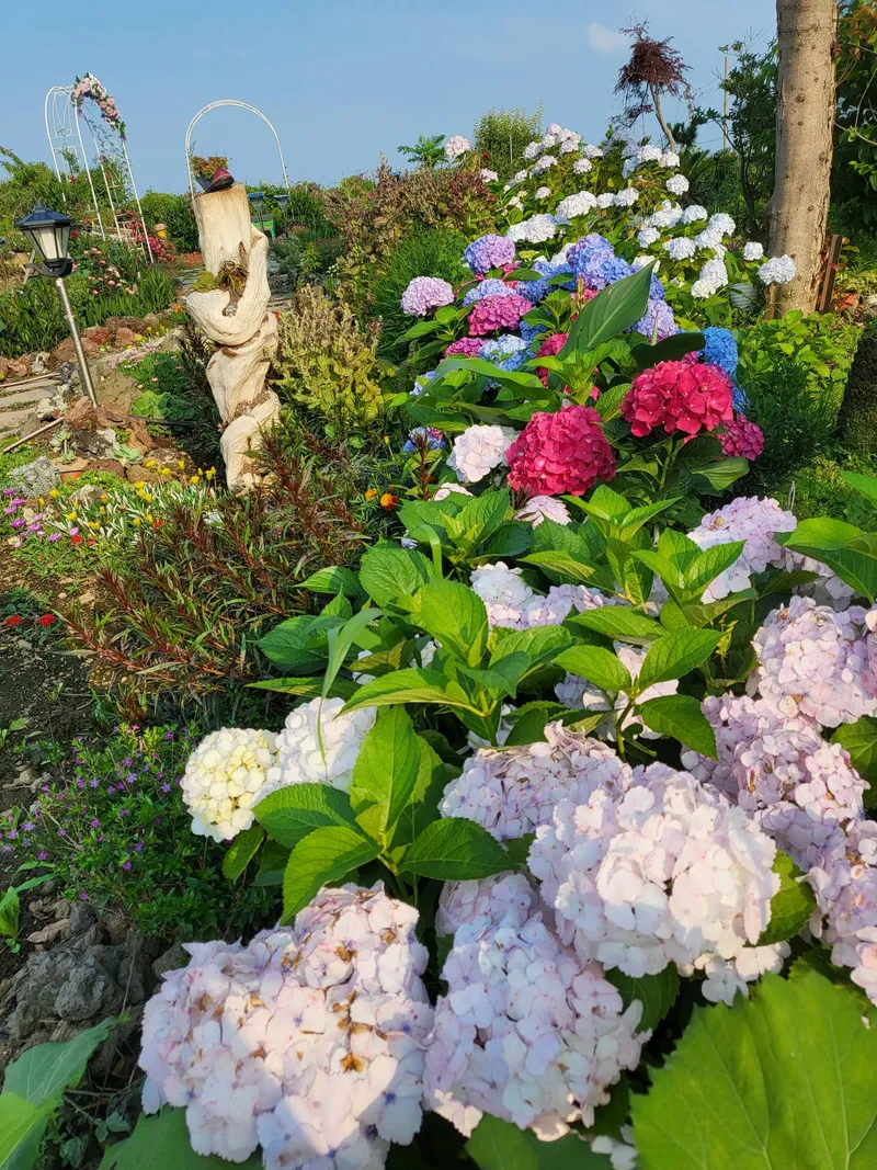 [제주 구좌] 500평 정원 독채바베큐와 불멍 찜질사우나가코앞 #동백 42