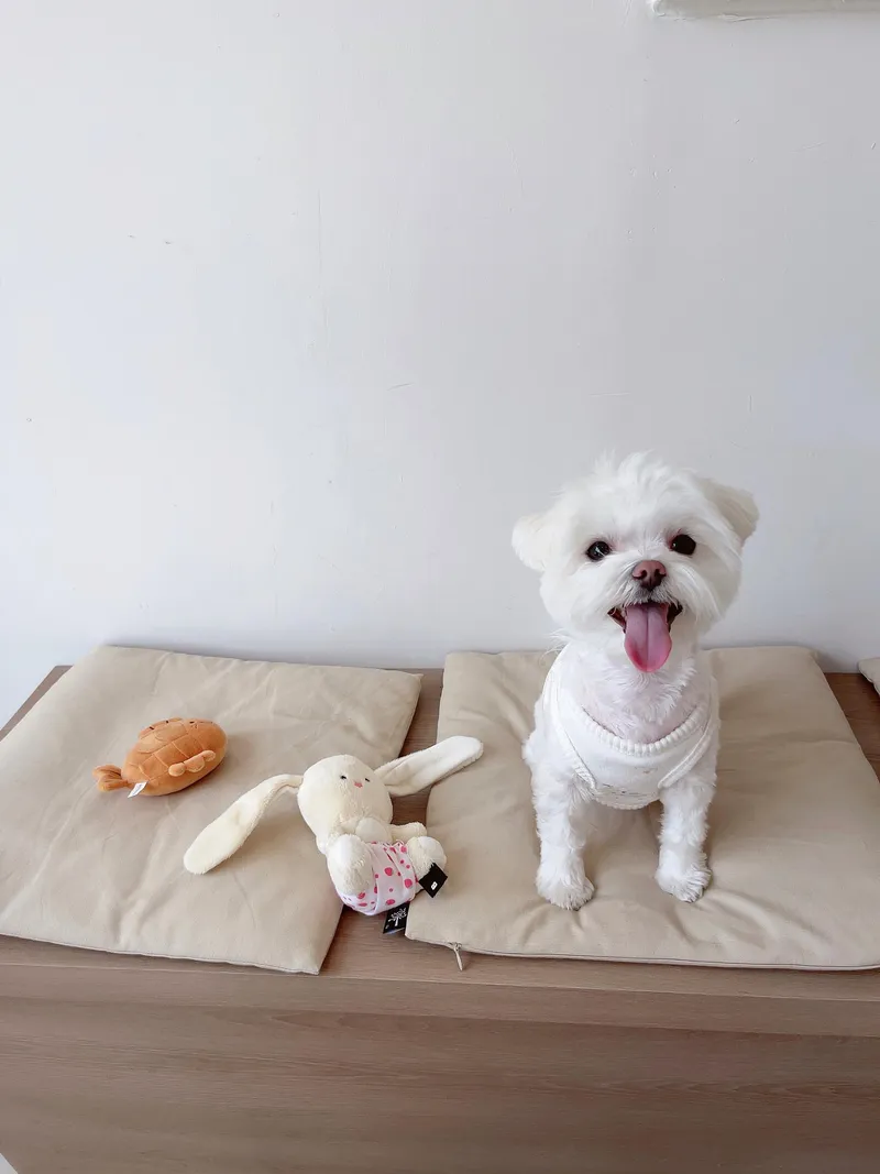 [Sokcho] Sokcho Beach (Pet Room) Reasonable and clean accommodation 18