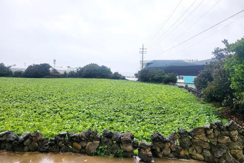 [서귀포 성산][성산/표선]#바닷가 시골마을#마당있는 주택 29