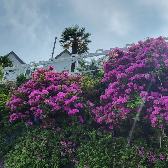 [Aewol, Jeju] Healing accommodation with sunrise and jacuzzi #Newly built accommodation Dalset 47