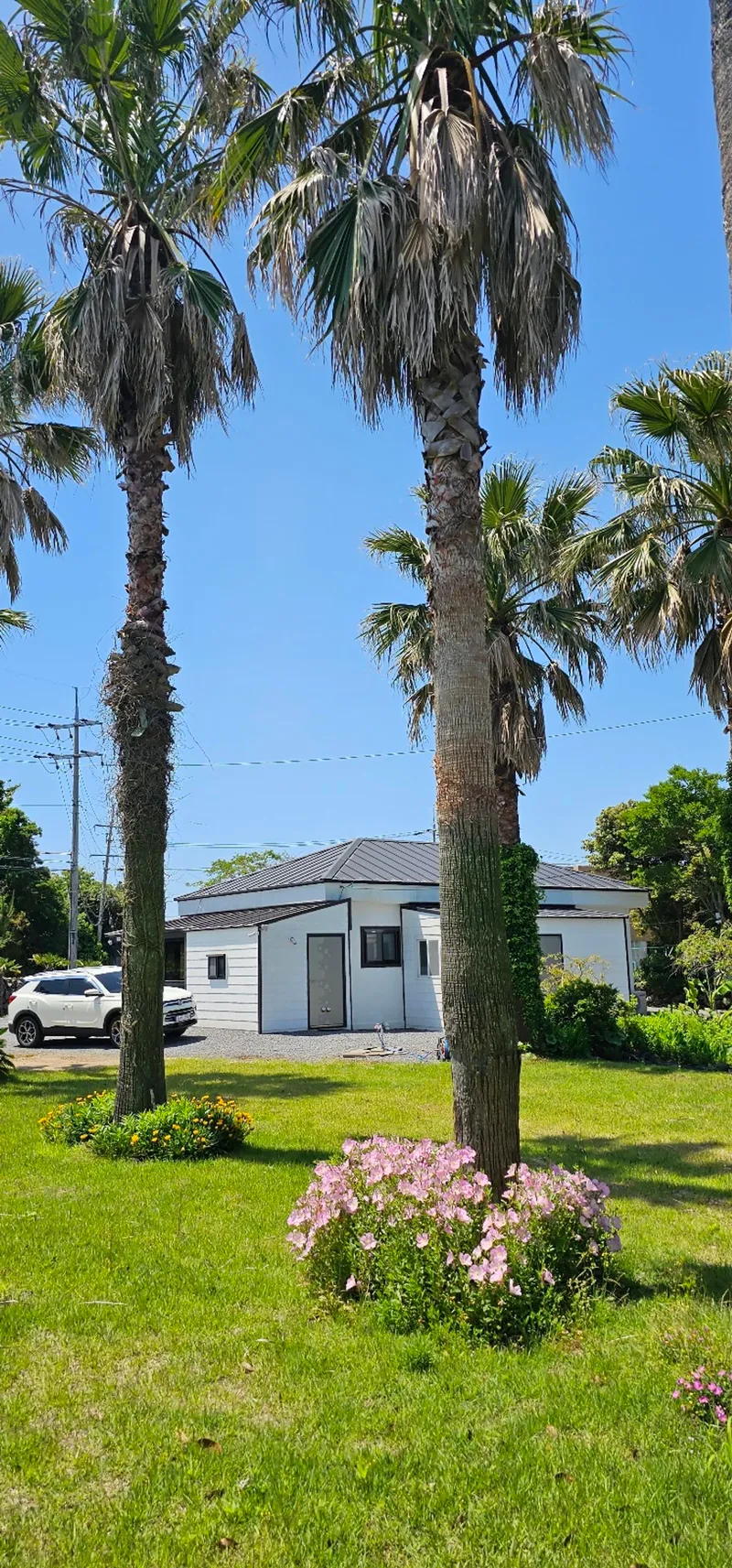[Seongsan, Seogwipo] Two-room detached house with a large yard full of palm trees #BBQ 43