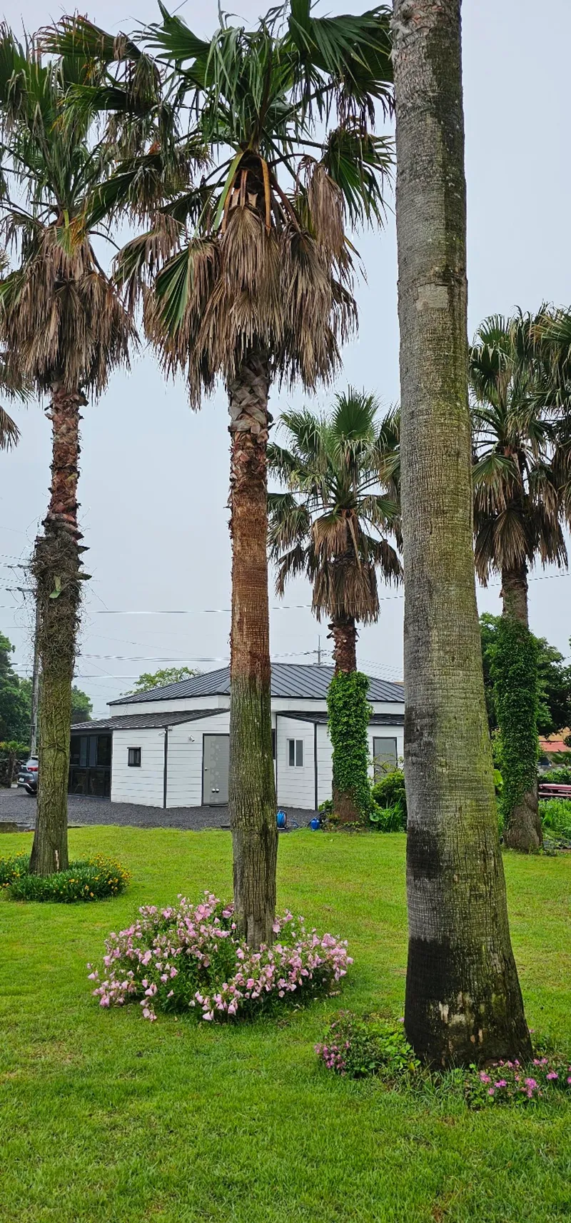 [Seongsan, Seogwipo] Two-room detached house with a large yard full of palm trees #BBQ 38