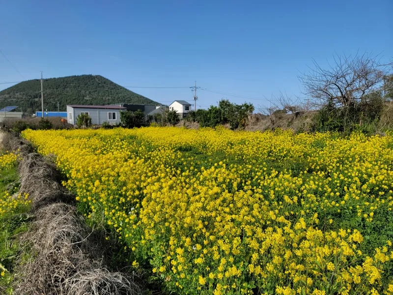 [제주 오라일동] 안돌- 신축투룸 풀옵션 - 쾌적하고 깔끔한숙소(제주공항2km) 37