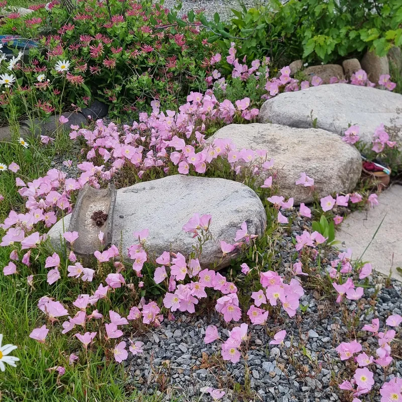 [Goseong] Hwangtojip Bongpo Beach nearby country house pet-friendly house 50 pyeong/yard# 12