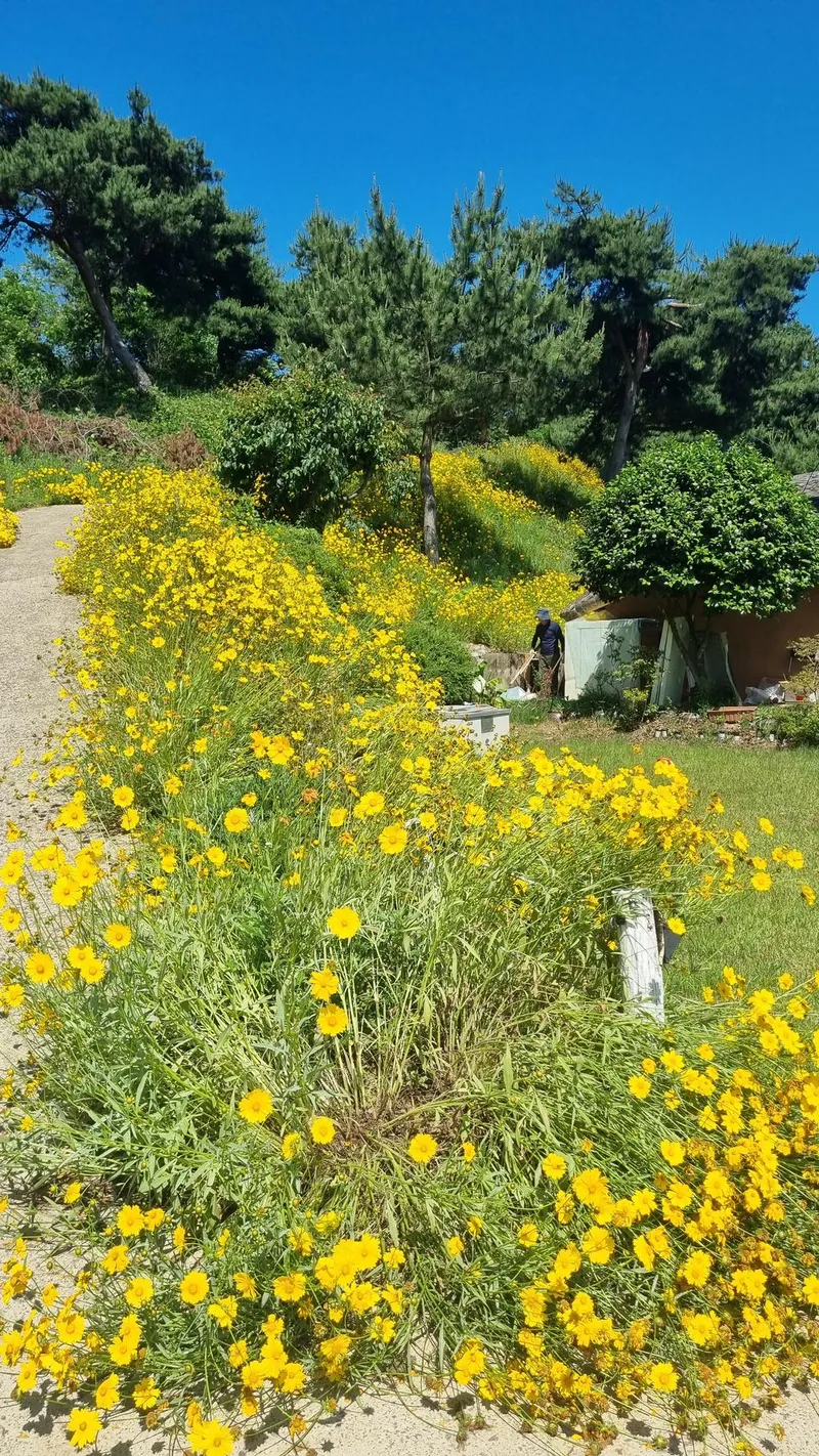 [충남 서산] 반려견과 시골라이프를 즐길 수 있는 황토독채 (원룸) #대형견가능 51