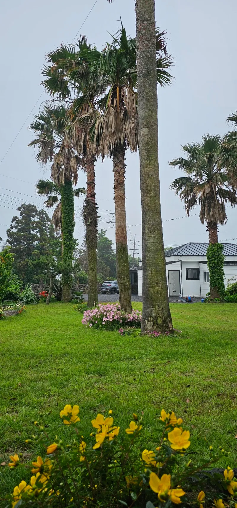 [Seongsan, Seogwipo] Two-room detached house with a large yard full of palm trees #BBQ 44