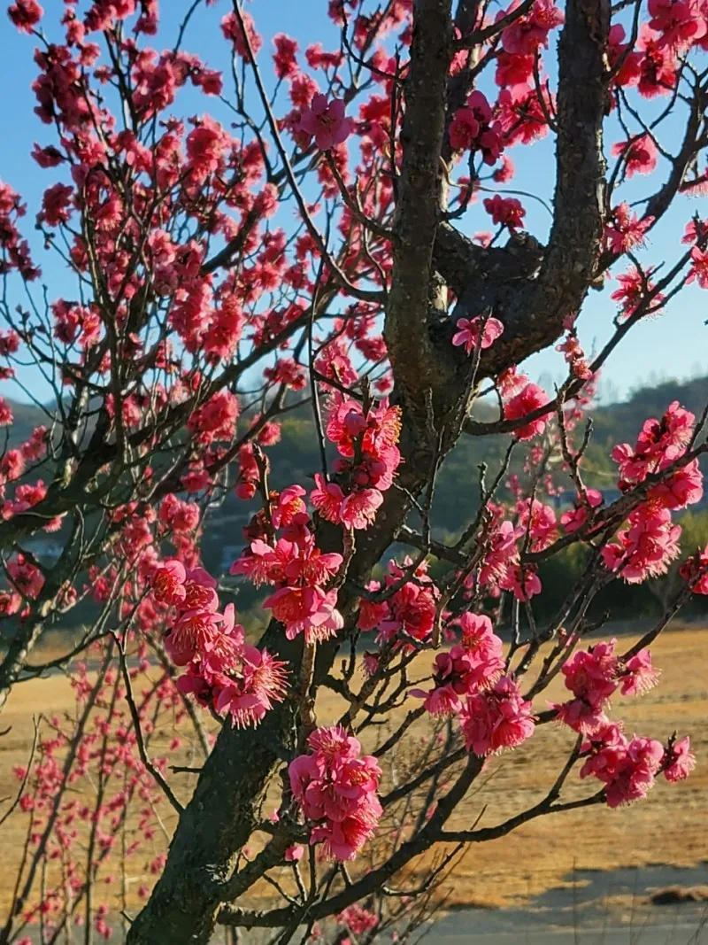 [Gwangyang][Hadong & Gurye Trip] Plum Blossom Village/Relaxing Hadong♡Country House on the Hill #Seomjin River View 20