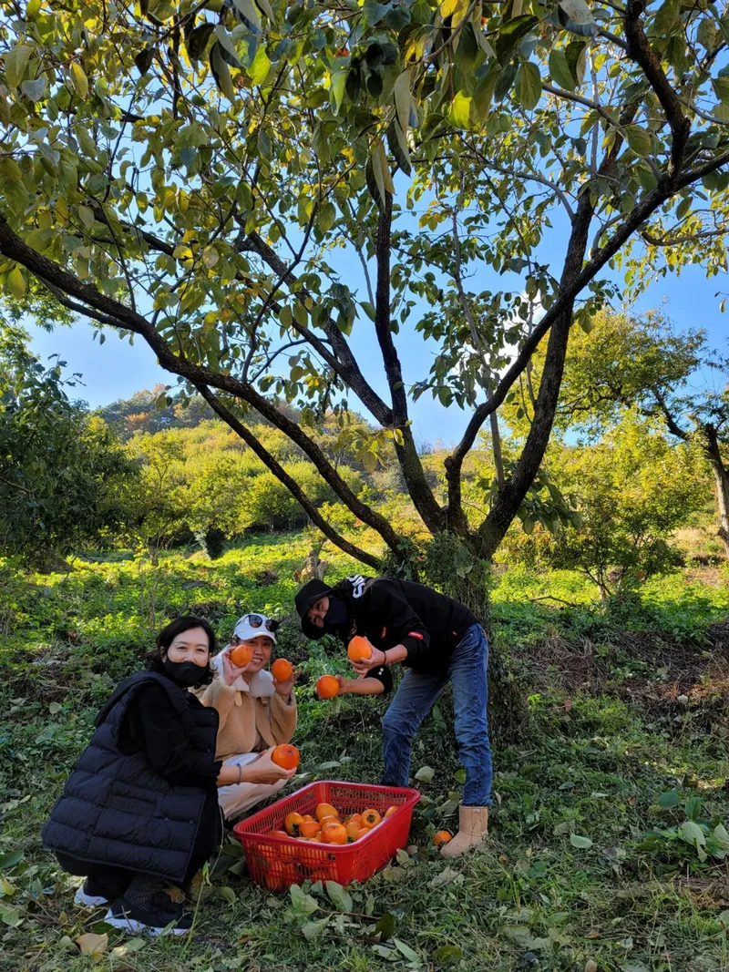 [Gwangyang][Hadong & Gurye Trip] Plum Blossom Village/Relaxing Hadong♡Country House on the Hill #Seomjin River View 42